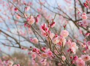 with詐欺の返金手続きはどうすればいいの？