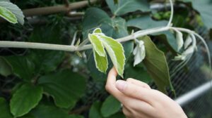 連絡先交換に最適なアプリはどれですか？