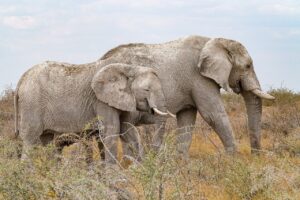 マッチングアプリでマルチっぽい特徴とは何か？