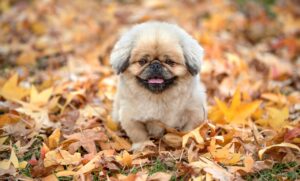 ゼクシィ縁結びの成婚率はどのくらい高いの？