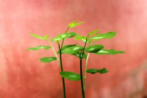 恋活と婚活を両立する方法は？