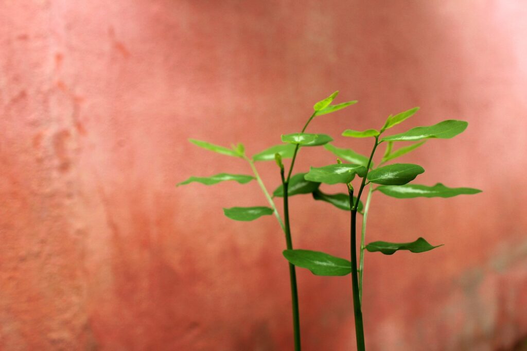 恋活と婚活の安全性を比較するポイントは？