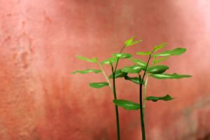 恋活と婚活の安全性を比較するポイントは？