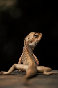 恋活アプリで成功するためのプロフィールの書き方は？