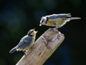 婚活アプリで失敗しないために知っておくべきポイントは？
